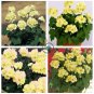 Geranium White Double Petals with Green Centre Ball Typed Bonsai Flowers  20 Seeds