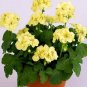 Geranium White Double Petals with Green Centre Ball Typed Bonsai Flowers  20 Seeds