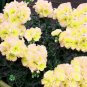 Geranium White Double Petals with Green Centre Ball Typed Bonsai Flowers  20 Seeds