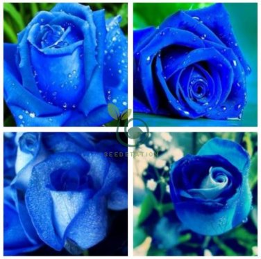 Rosen Samen Blue Rose 100 Seeds