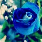 Rosen Samen Blue Rose 100 Seeds