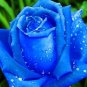 Rosen Samen Blue Rose 100 Seeds