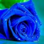 Rosen Samen Blue Rose 100 Seeds