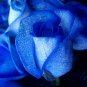 Rosen Samen Blue Rose 100 Seeds