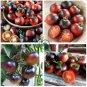 Rare Heirloom Indigo Blue Tomato Hybrid 100 Seeds