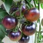 Rare Heirloom Indigo Blue Tomato Hybrid 100 Seeds
