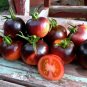 Rare Heirloom Indigo Blue Tomato Hybrid 100 Seeds
