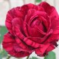 New Red Rose with Light Pink Strip Chinese Rose Shrub Flower 100 Seeds
