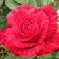 New Red Rose with Light Pink Strip Chinese Rose Shrub Flower 100 Seeds