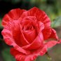 New Red Rose with Light Pink Strip Chinese Rose Shrub Flower 100 Seeds