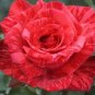 New Red Rose with Light Pink Strip Chinese Rose Shrub Flower 100 Seeds