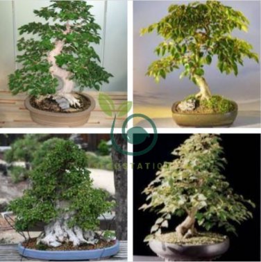 Korean Hornbeam Tree Bonsai Very Beautiful Mini Bonsai 100 Seeds