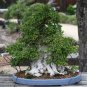 Korean Hornbeam Tree Bonsai Very Beautiful Mini Bonsai 100 Seeds