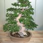 Korean Hornbeam Tree Bonsai Very Beautiful Mini Bonsai 100 Seeds
