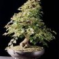 Korean Hornbeam Tree Bonsai Very Beautiful Mini Bonsai 100 Seeds