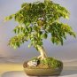 Korean Hornbeam Tree Bonsai Very Beautiful Mini Bonsai 100 Seeds