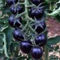 Rare Hybrid Bright Black Tomato Middle-sized Fruit  40 Seeds