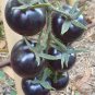 Rare Hybrid Bright Black Tomato Middle-sized Fruit  40 Seeds