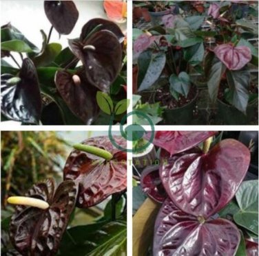 Anthurium plantas Rare Flower Plants 200 Seeds