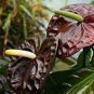 Anthurium plantas Rare Flower Plants 200 Seeds
