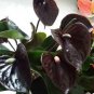 Anthurium plantas Rare Flower Plants 200 Seeds