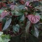 Anthurium plantas Rare Flower Plants 200 Seeds