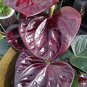 Anthurium plantas Rare Flower Plants 200 Seeds