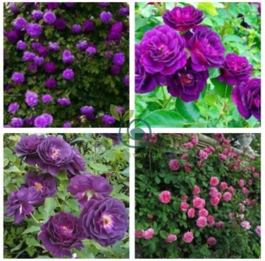 Rare Purple Climbing 200 Seeds