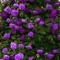 Rare Purple Climbing 200 Seeds