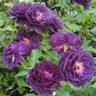 Rare Purple Climbing 200 Seeds