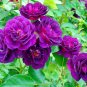 Rare Purple Climbing 200 Seeds