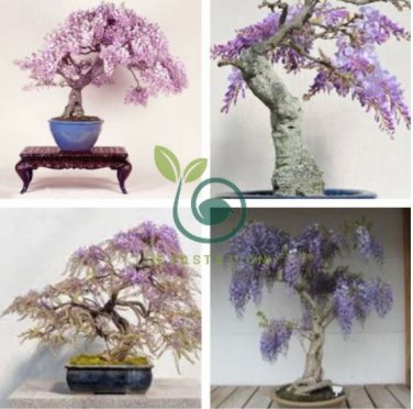 Mini Bonsai Wisteria Tree Indoor Ornamental Plants 20 Seeds