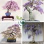 Mini Bonsai Wisteria Tree Indoor Ornamental Plants 20 Seeds