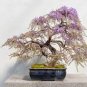 Mini Bonsai Wisteria Tree Indoor Ornamental Plants 20 Seeds