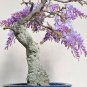 Mini Bonsai Wisteria Tree Indoor Ornamental Plants 20 Seeds