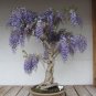 Mini Bonsai Wisteria Tree Indoor Ornamental Plants 20 Seeds