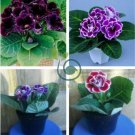 9 Colors Gloxinia Bonsai Sinningia Gloxinia Flower 200 Seeds
