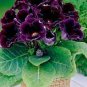 9 Colors Gloxinia Bonsai Sinningia Gloxinia Flower 200 Seeds