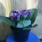 9 Colors Gloxinia Bonsai Sinningia Gloxinia Flower 200 Seeds