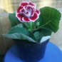 9 Colors Gloxinia Bonsai Sinningia Gloxinia Flower 200 Seeds