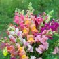 Rare Colorful Snapdragon Flower Mixed Antirrhinum Majus 100 Seeds