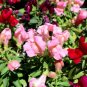 Rare Colorful Snapdragon Flower Mixed Antirrhinum Majus 100 Seeds