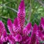 Purple Flamingo Cockscomb 400 Seeds