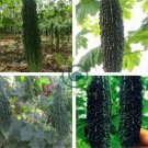 Black Pearl Bitter Vegetables 20 Seeds