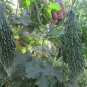 Black Pearl Bitter Vegetables 20 Seeds