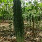 Black Pearl Bitter Vegetables 20 Seeds