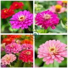Rare Zinnia  100 Seeds