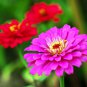 Rare Zinnia  100 Seeds
