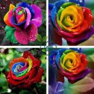 Rainbow Rose Seeds Rare Colorful Flower Potted Plant Garden 200 Seeds