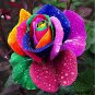 Rainbow Rose Seeds Rare Colorful Flower Potted Plant Garden 200 Seeds